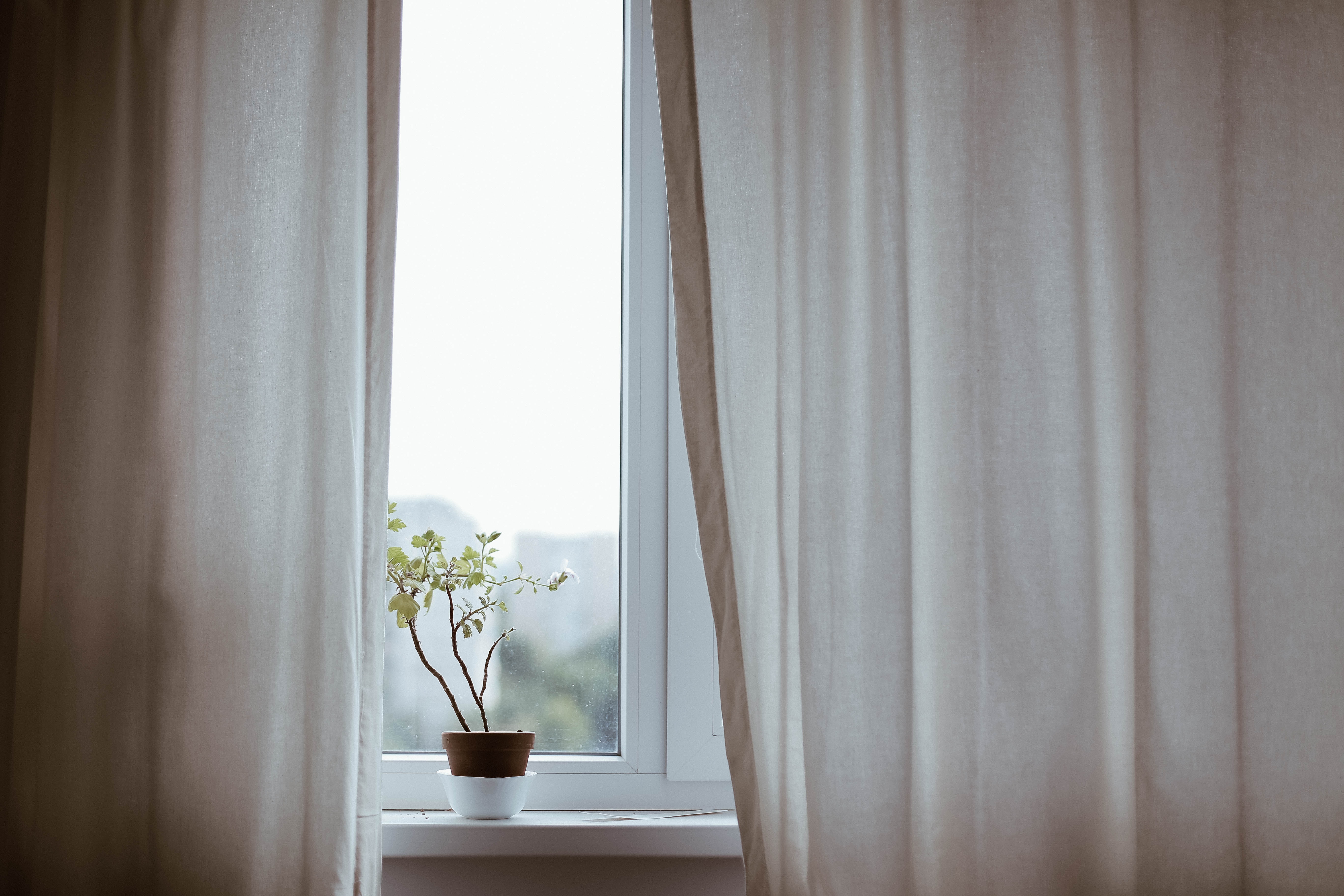 Image of curtain and plant